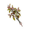 dd2-syrupwort-leaf-3