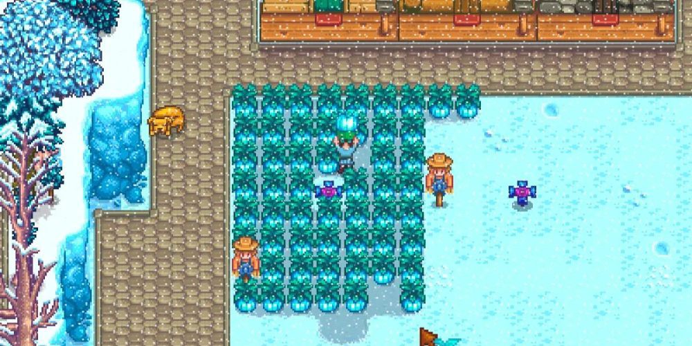 Harvesting Powdermelon in Stardew Valley