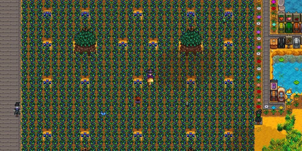 Huge Field of Blueberries in Stardew Valley
