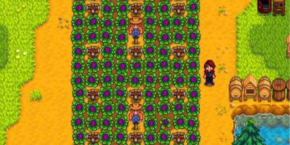 Field of Red Cabbages in Stardew Valley